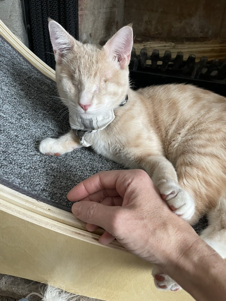 Julius, Rebecca L. Forbes’s sweet blind cat, holding a hand.